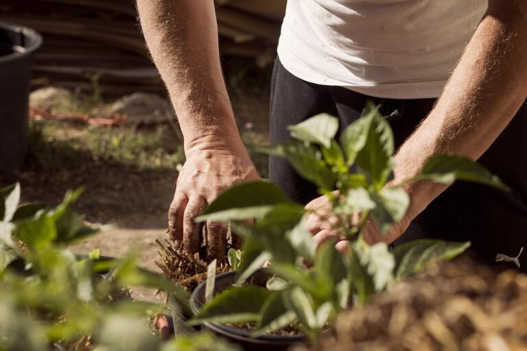 Starting a Garden: A Beginner's Guide
