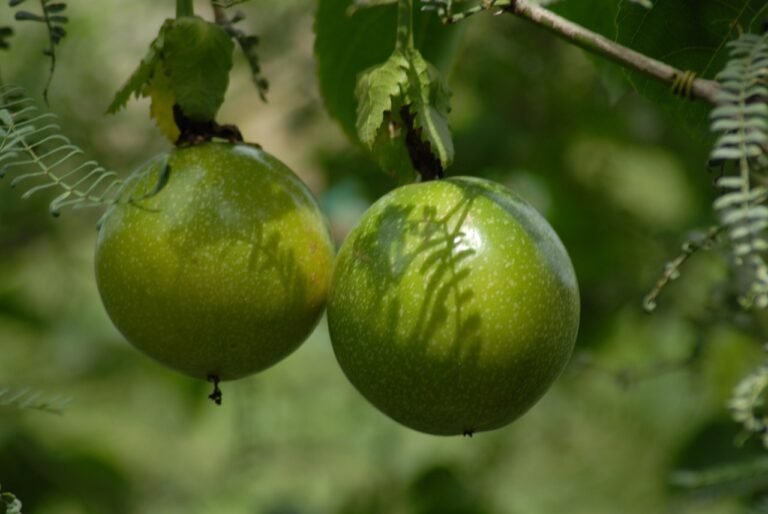 Miracle Gro Plant Food Trends