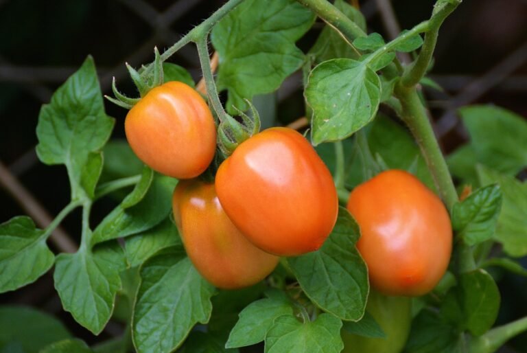 The Honest Truth About Tomato Plants
