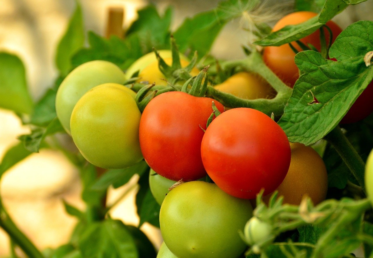 Avoiding Common Mistakes with Tomato Plants