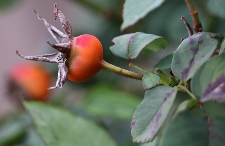 Mastering Rose Seeds