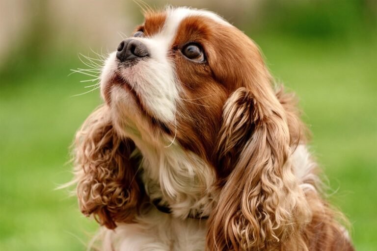 Pet Friendly Weed Killer Options