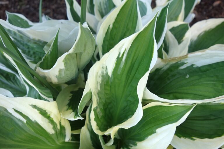 The Truth About Hostas
