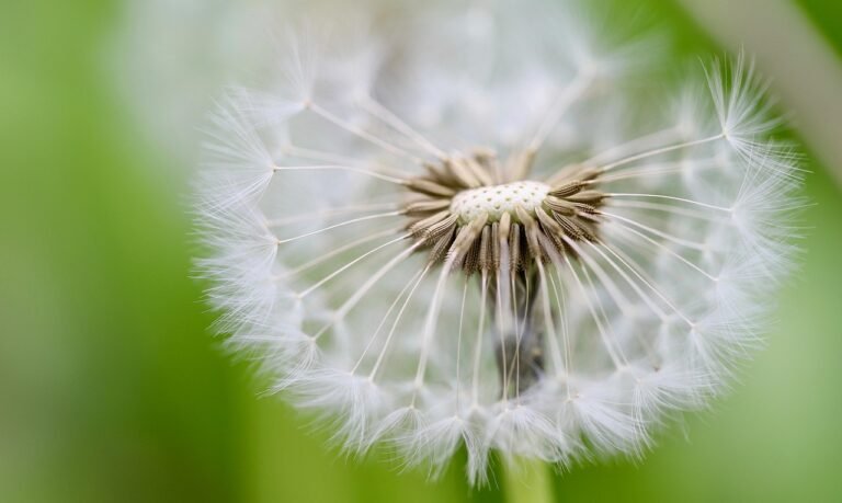 Sowing Bulk Wildflower Seeds