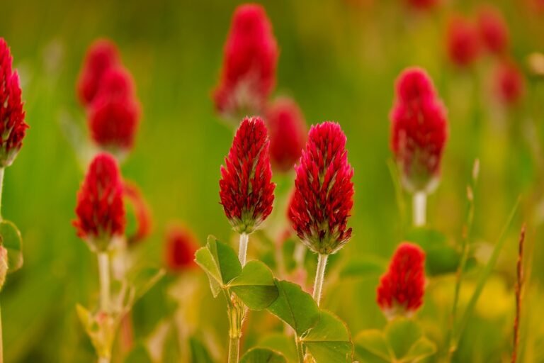 Micro Clover Seed Beginner Tips
