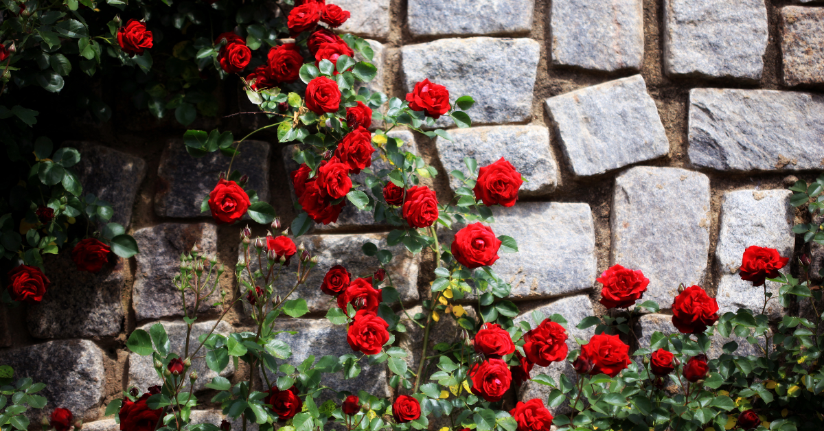 Climbing Roses