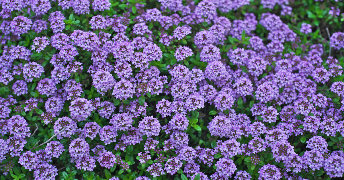 Creeping thyme seeds