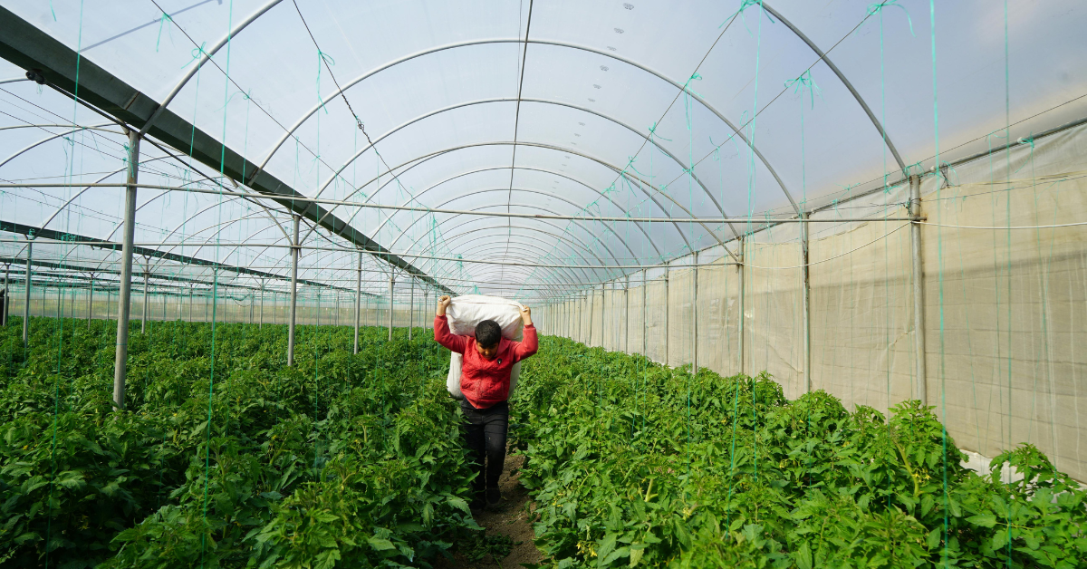 Portable Greenhouse