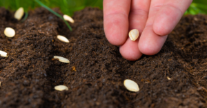 Sowing seeds