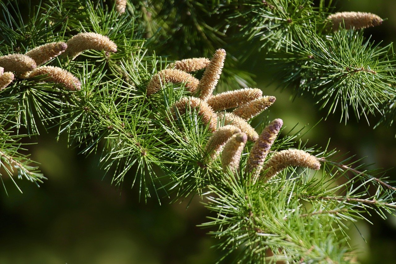 Cedar Planters: A Honest Take