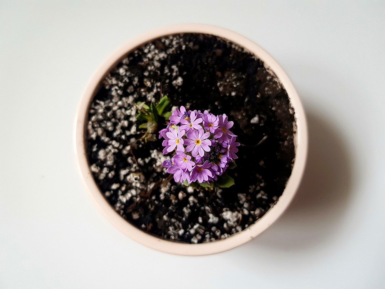 Mastering Flower Pots Step by Step