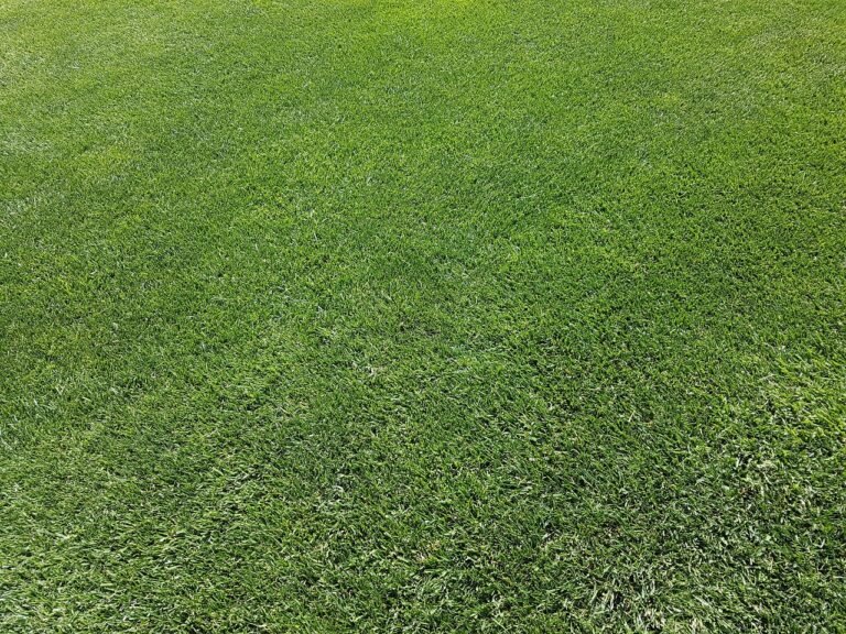 Turf Builder Strategies for Beginners