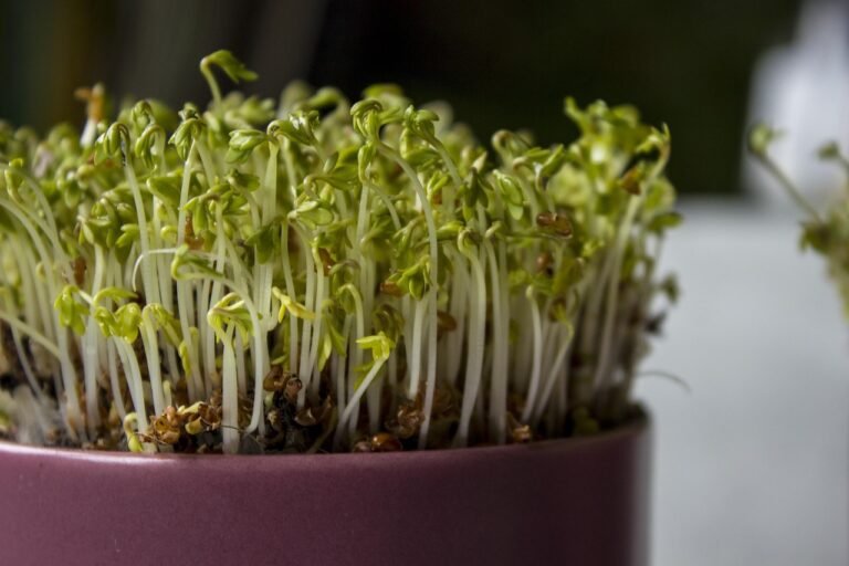 Indoor Vegetable Garden Guide