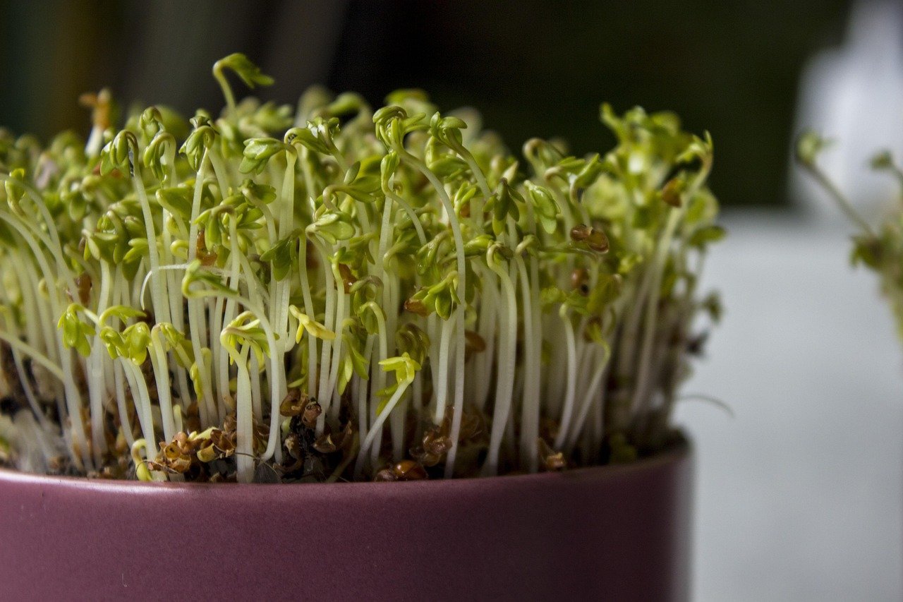 Indoor Vegetable Garden Guide