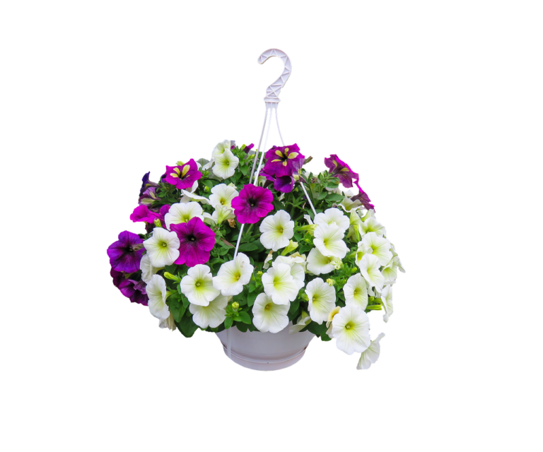 Hanging Baskets: Expert Insights