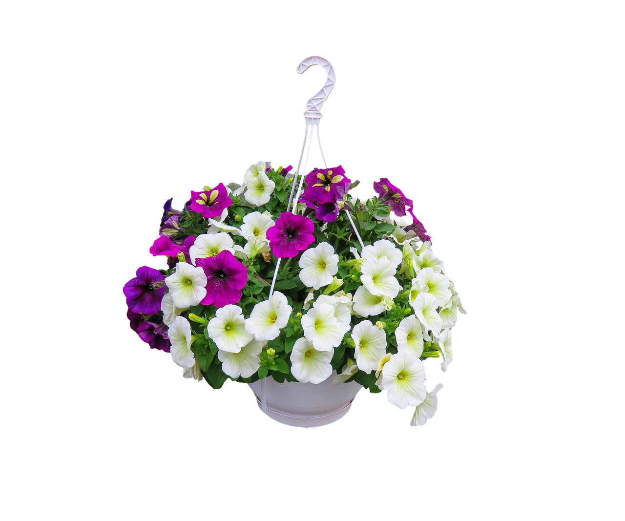 Hanging Baskets: Expert Insights