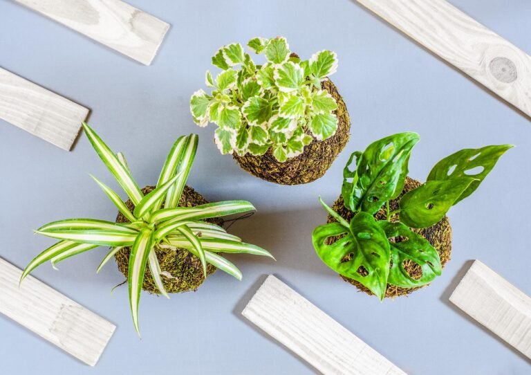 Debunking Kokedama Myths