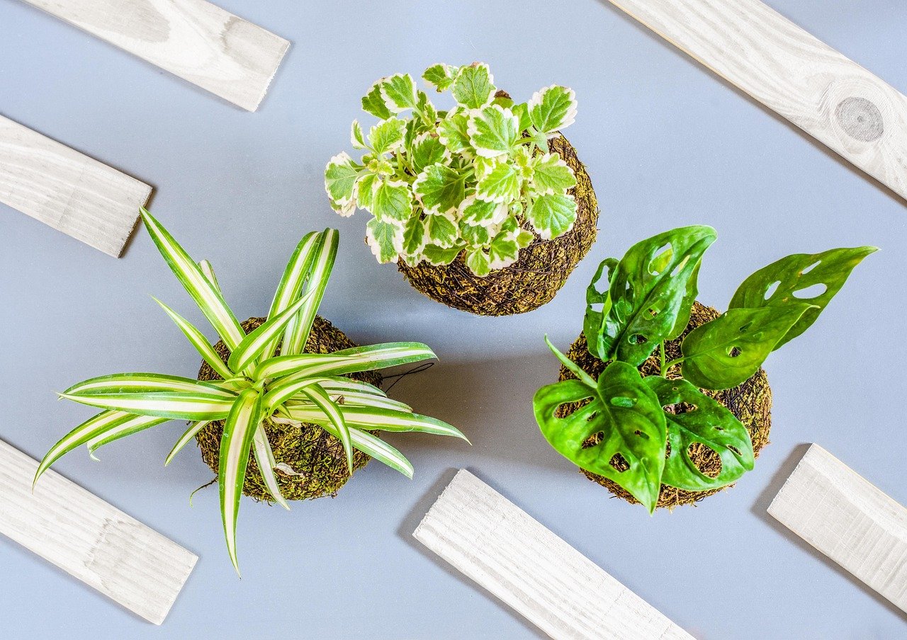 Debunking Kokedama Myths