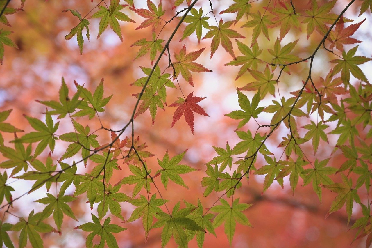 Cultivating Japanese Maple Trees