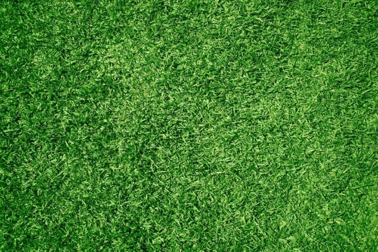 Backyard Landscaping Ideas for Beginners