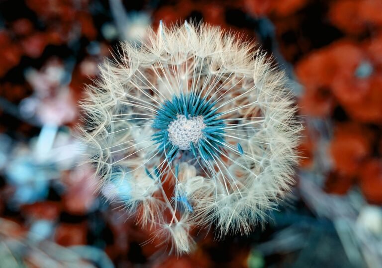 Advanced Wildflower Seeds Strategies