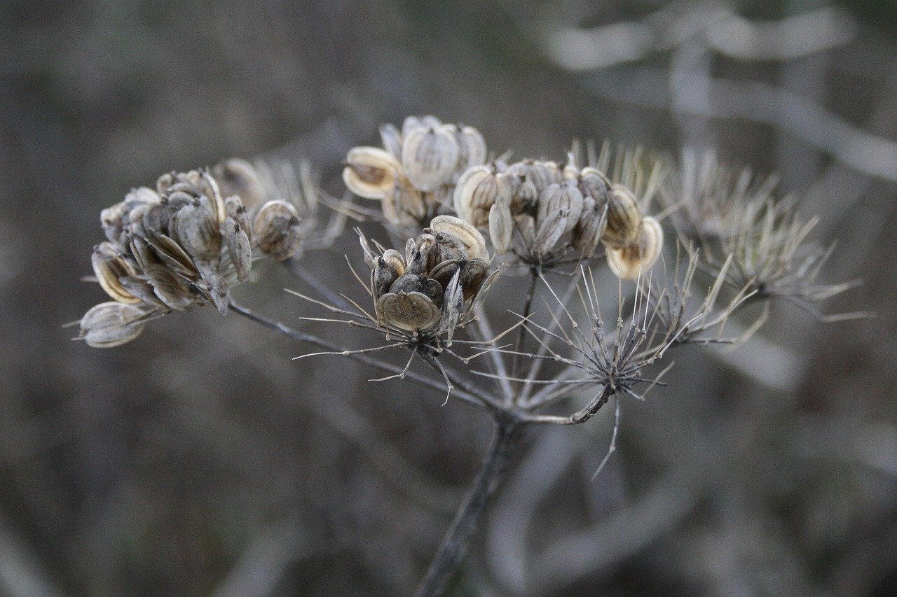 Flower Seeds