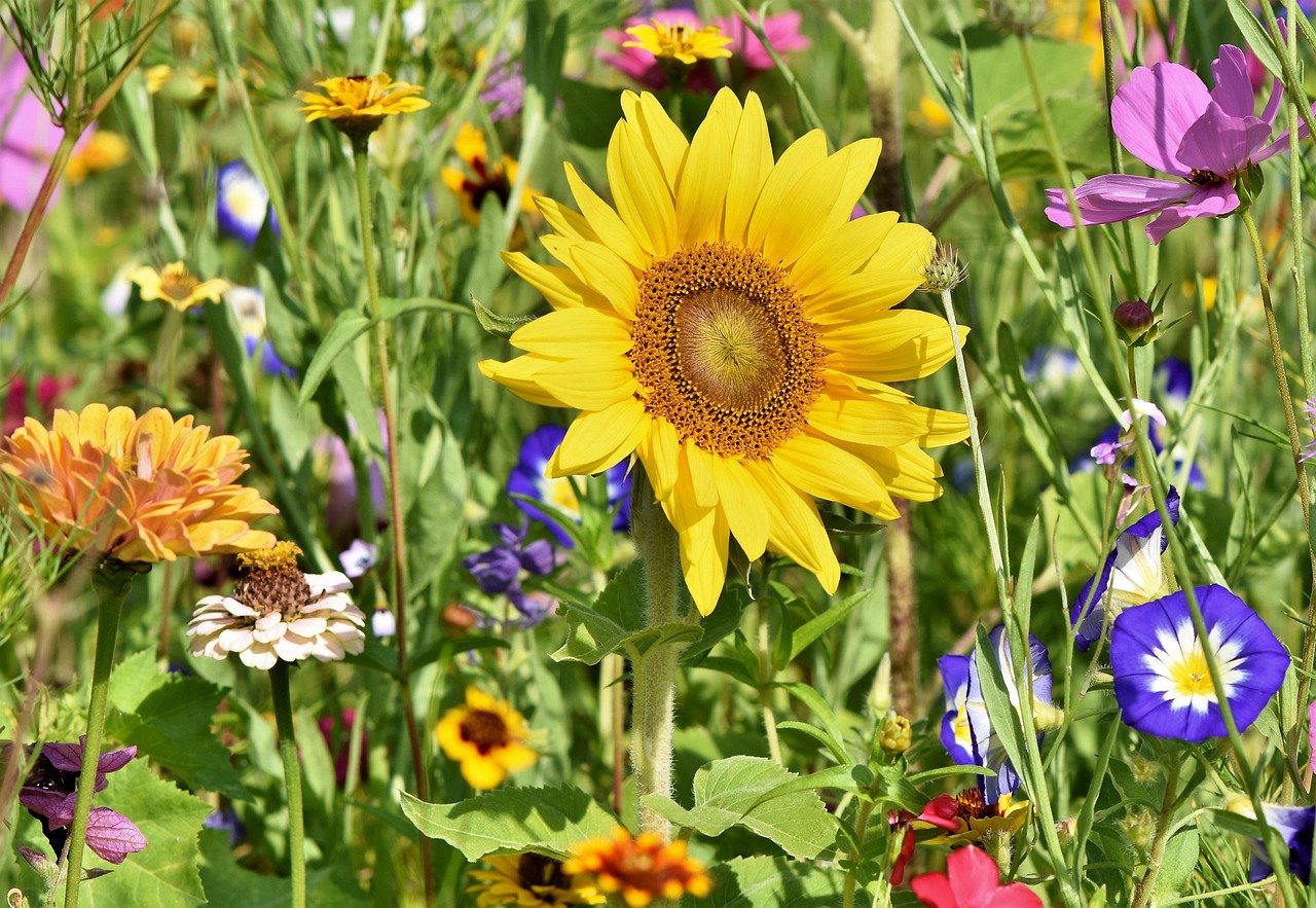 Advanced Elevated Garden Beds Strategies