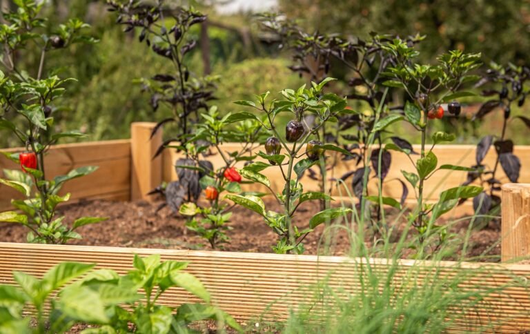 Raised Bed Gardening Mistakes to Avoid