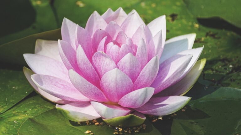 Peace Lily Care Guide