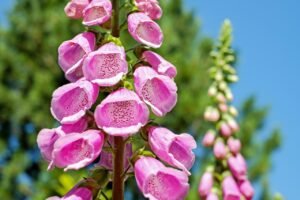 Vertical Garden Mistakes