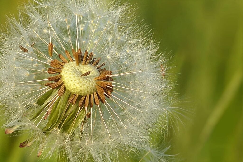 Flower Seeds