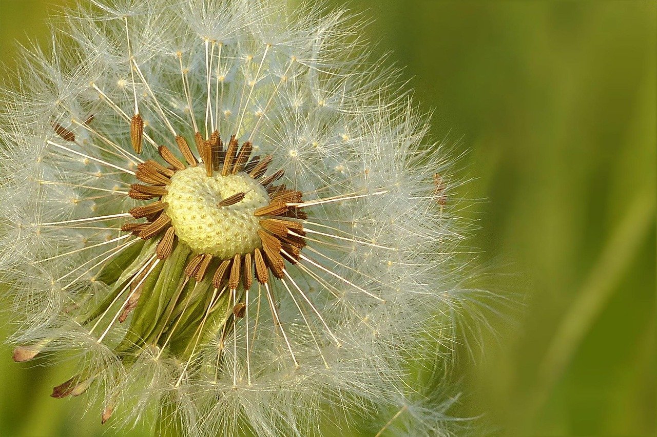 Flower Seeds