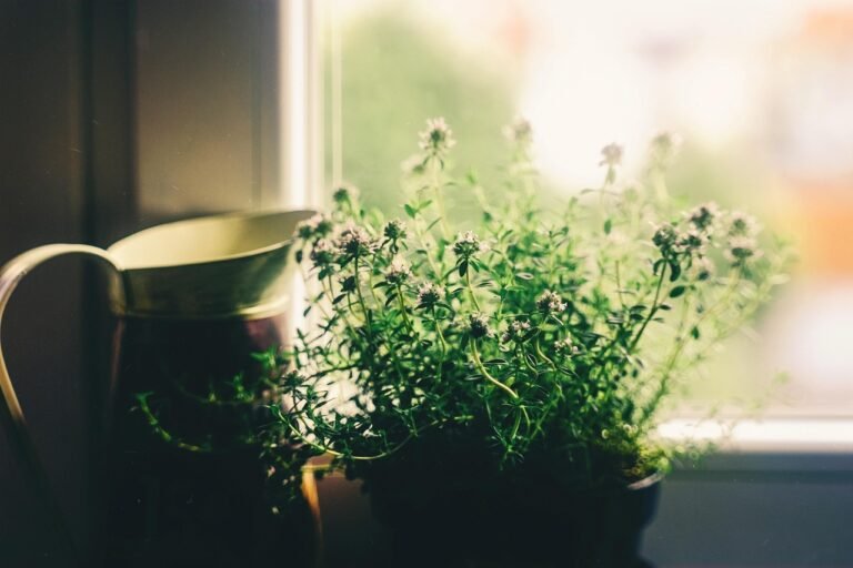 House Plants