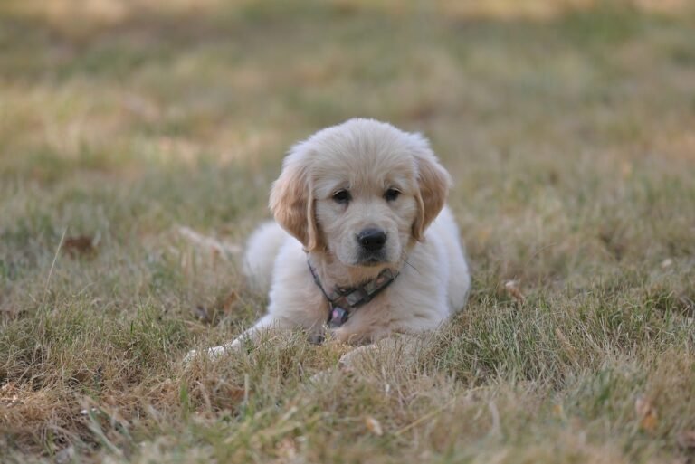 Pet Friendly Weed Killer Myths Debunked